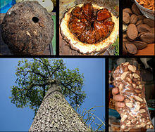 Bertholletia excelsa compose.jpg