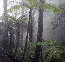 Cloud forest mount kinabalu.jpg