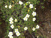 Diapensia lapponica01.jpg