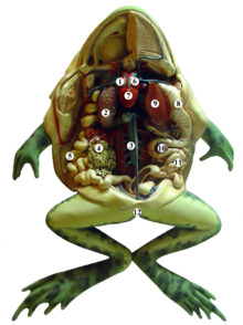 Dissected frog