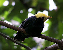 Golden crowned Myna.jpg