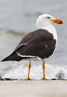 Larus pacificus Bruny Island.jpg