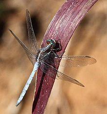 Orthetrum caffrum TWO-STRIPED SKIMMER.jpg