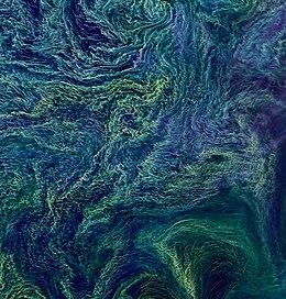 Nodularia bloom.jpg