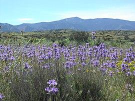 Carrizo Caliente Peak.JPG