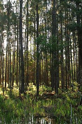 SlashPines-TigerBayStateForest (38561375020).jpg