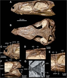 Gracilisuchus.tif