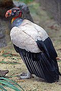 Sarcoramphus papa -National Zoo -Washington -USA-8a.jpg