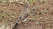 Dusky Lark (Pinarocorys nigricans) (6029254985).jpg