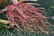 Aechmea blanchetiana 20090111.jpg