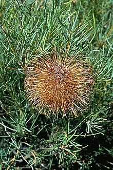Banksia incana.jpg