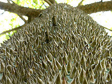 Ceiba pentandra cortex hg.jpg