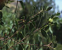 Colliguaja odorifera.jpg