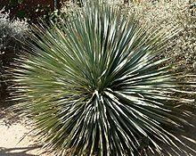 Dasylirion wheeleri 1.jpg