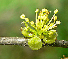 Forestiera pubescens 3.jpg