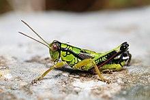 Miramella alpina male (3788740982).jpg