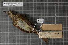 Naturalis Biodiversity Center - RMNH.AVES.126659 2 - Hypsipetes virescens sumatranus (Wardlaw Ramsay, 1882) - Pycnonotidae - bird skin specimen.jpeg