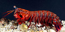 OdontodactylusScyllarus2.jpg