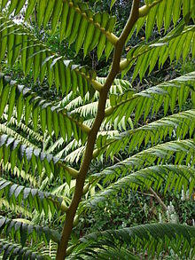 Starr 080326-3723 Angiopteris evecta.jpg