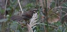 Striped Laughingthrush from Khonoma Nagaland.jpg