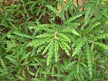 Sweet-fern (Huron Shores).JPG