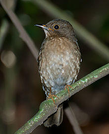 Turdus flavipes -Parque Estadual da Cantareira, Sao Paulo, Brazil -female-8.jpg