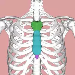 Sternum composition.png