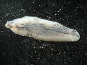 Fasciola hepatica.JPG