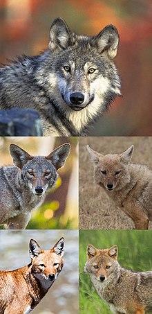 Canis portraits (excluding Lupulella).jpg