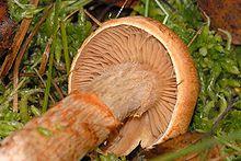 Cortinarius.armillatus2.-.lindsey.jpg