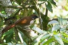 Grey-sided Laughingthrush Pendam East district, Sikkim India 05.07.2018.jpg