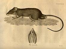 Mus anomalus Thompson 1815.jpg