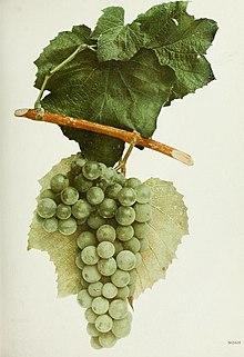 Noah grape.jpg