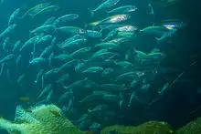 Pacific Jack Mackerel School, 2007.jpg
