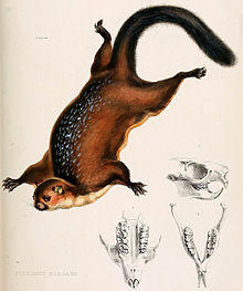 Petaurista elegans.jpg