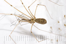 Pholcus.phalangioides.6908.jpg