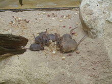 Tibesti-Stachelmaus Frankfurt Zoo.jpg