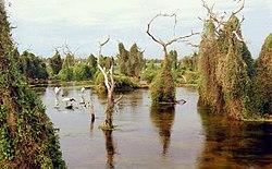 Enredaderas sobre los troncos secos, Bañado de la Estrella, Formosa, Argentina - panoramio.jpg