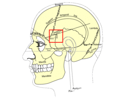 Pterion.PNG