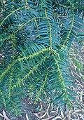 Cephalotaxus wilsoniana kz1.jpg