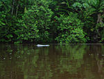 Inia geoffrensis Putumayo, Sucumbios, Ecuador 1.jpg