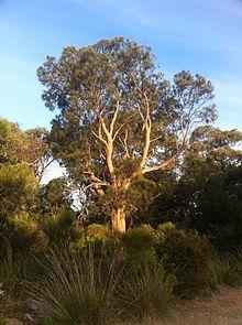 Allocasuarina fraseriana 2.jpg
