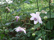 Anemonopsis macrophylla.JPG