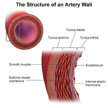 Blausen 0055 ArteryWallStructure.png