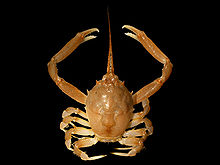 Corystes cassivelaunus 1.jpg