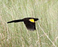 Euplectes hartlaubi, Cuito-rivier, Birding Weto, a.jpg