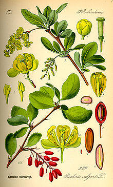 Illustration Berberis vulgaris0.jpg