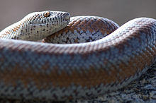 Lichanura-trivirgata.jpg