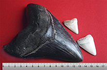 A black megalodon tooth and two white great white shark teeth above a centimeter scale, the megalodon tooth extends between the zero and thirteen-and-a-half centimeter marks. One great white tooth extends between the eleven and thirteen centimeter marks, and the other extends between from the thirteen and sixteen centimeter marks.