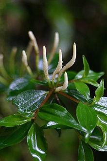Peperomia-sp.jpg